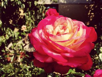 Close-up of pink rose