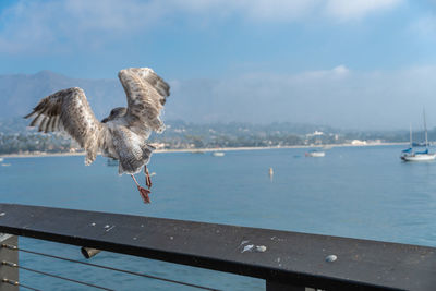 Seagull flying over sea against sky