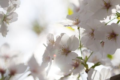 Close-up of white blossom