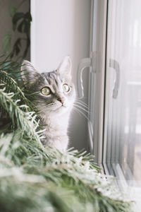 Close-up of cat