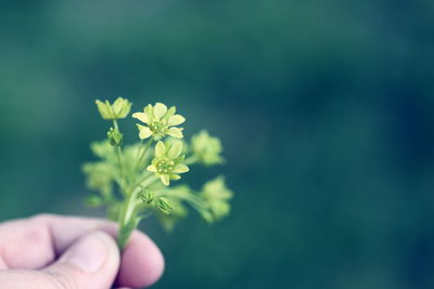 Close-up of hand holding flowering plant