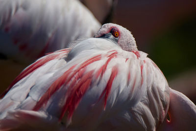 Close-up of bird