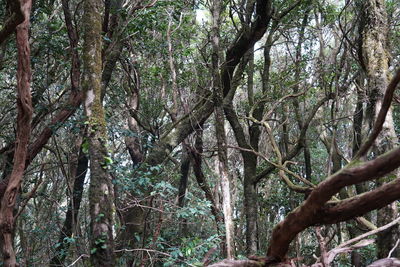 Low angle view of trees in forest