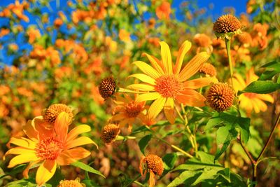 Close-up of yellow flowering plant