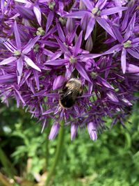 Close-up of bee pollinating on purple flower