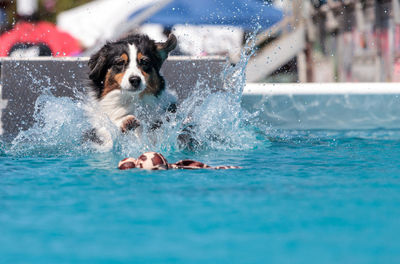 Portrait of puppy in water at swimming pool