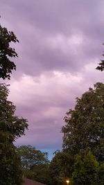 Low angle view of trees against sky