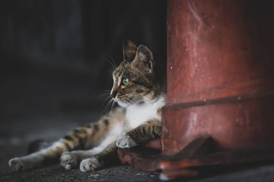 Close-up portrait of a cat looking away