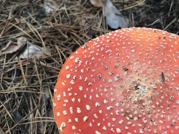 Close-up of fly agaric mushroom on field