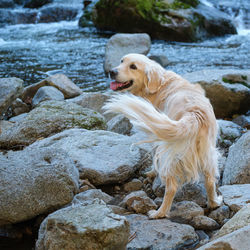 View of dog on rock