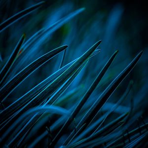 Close-up of stalks in field