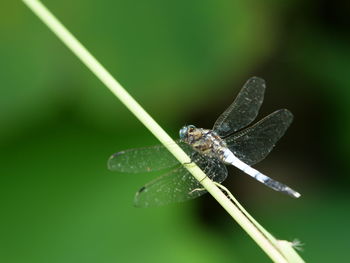 Close-up of butterfly