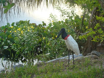 Bird perching on a tree