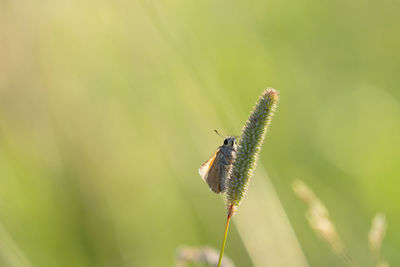 Close-up of insect on plant