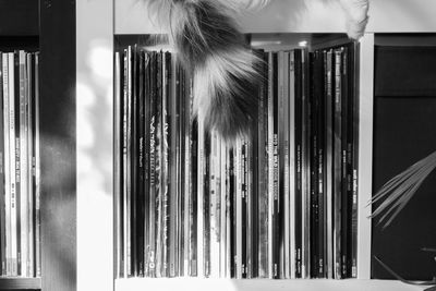 Close-up of cat tail against records in shelf