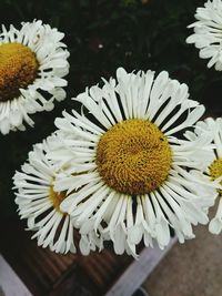 Close-up of white daisy flower