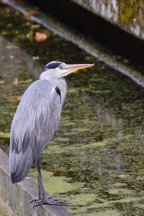 bird, animal themes, animals in the wild, one animal, wildlife, focus on foreground, beak, perching, close-up, full length, side view, nature, outdoors, day, no people, feather, zoology, pigeon, looking away, beauty in nature