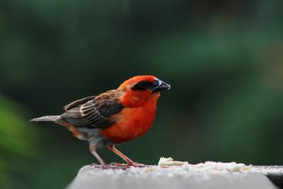 Close-up of bird perching