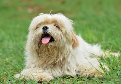 Close-up of dog sticking out tongue on grass