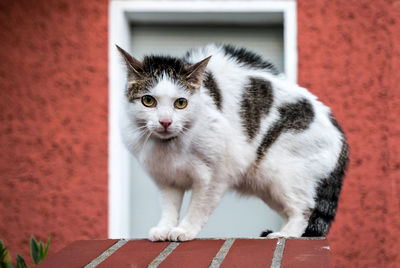 Portrait of cat