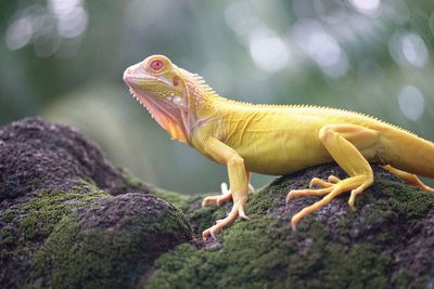 Close-up of a lizard on rock