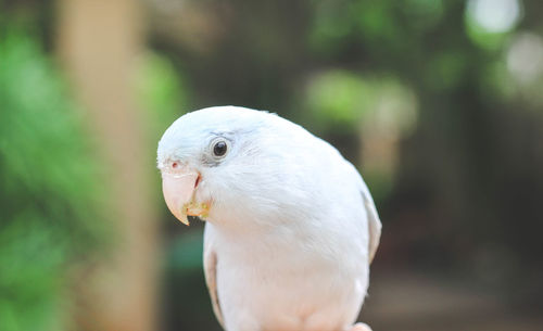 Close-up of a bird