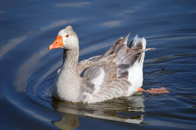 Duck swimming in lake