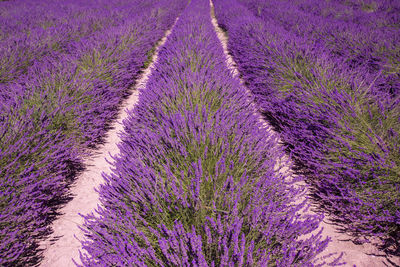 Purple flowering plants on field