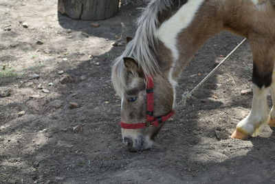 Close-up of horse on field