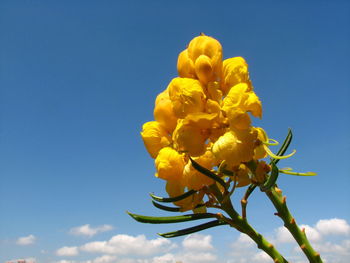 Low angle view of yellow flowering plant against blue sky