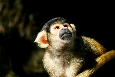 Close-up of an animal