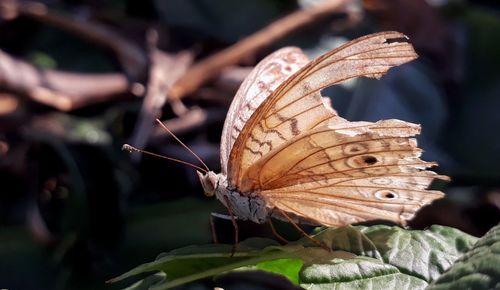 Close-up of butterfly pollinating flower