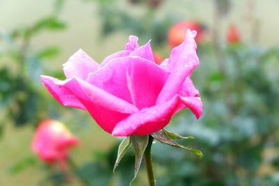 Close-up of pink rose blooming outdoors