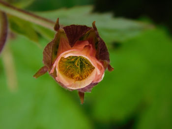 Close-up of wilted flower