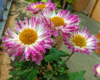 High angle view of pink flowering plants