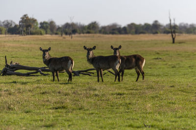 Herd of waterbucks on field