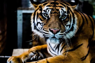 Close-up portrait of tiger