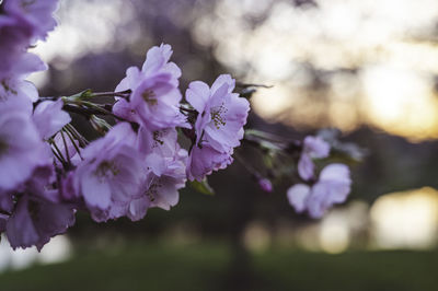 Close-up of purple flowers