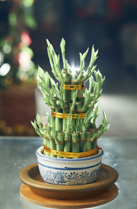 Close-up of succulent plant on table