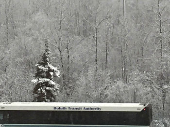 Snow covered trees in forest