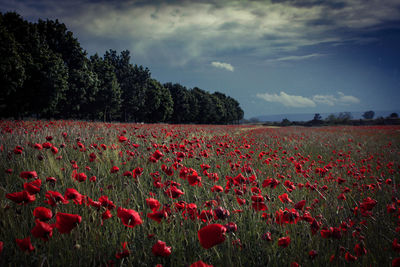 Red poppy flowers on field against sky