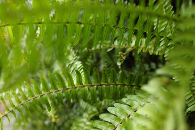 Close-up of fresh green leaves on tree in forest