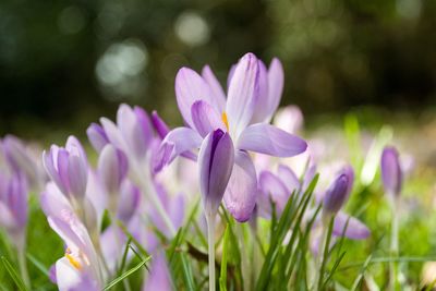 Close-up of purple crocus blooming outdoors