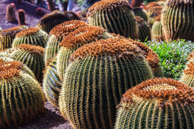 Close-up of cactus