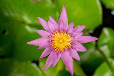 Close-up of pink water lily