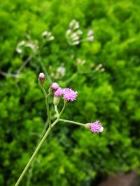 Close-up of pink flowers blooming outdoors