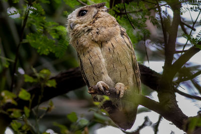 Close-up of bird perching on branch