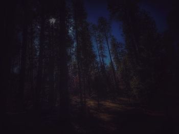 Trees in forest against sky