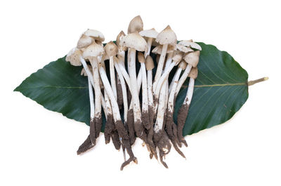 High angle view of leaves against white background