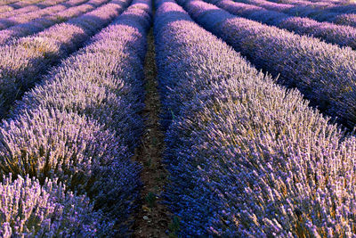 Full frame shot of lavender field